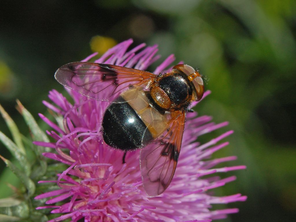 Volucella pellucens (Syrphidae)